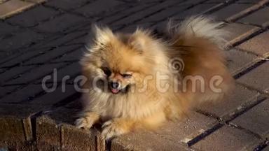 小可爱的波美拉尼亚斯皮茨小狗躺着晒太阳